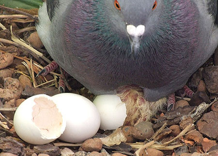 Trứng chim bồ câu rất tốt cho phụ nữ
