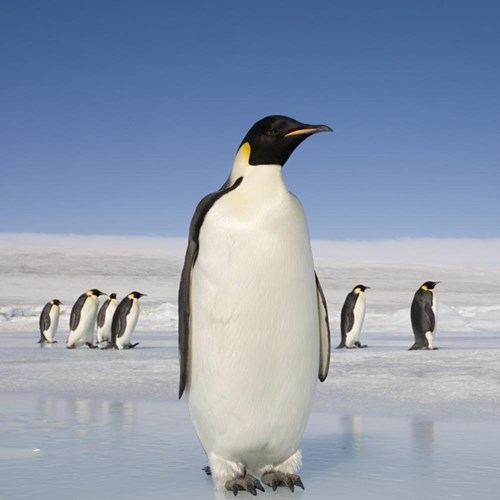 Chuyến đi khám phá Nam Cực và gặp gỡ chim cánh cụt 