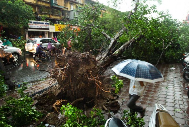 Trời dông bão cần phải tránh xa các hàng cây hoặc cây to đứng đơn lẻ vì cây có thể bị gió thổi bật rễ rất nguy hiểm 