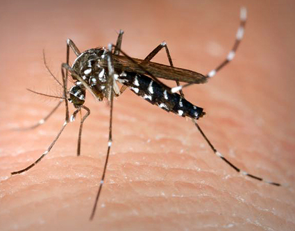 Muỗi là nguyên nhân chính gây bệnh sốt xuất huyết 