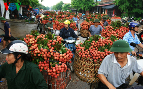 Hoa quả Việt khi vào vụ có chất lượng không kém hoa quả nhập khẩu nhưng vẫn bị 