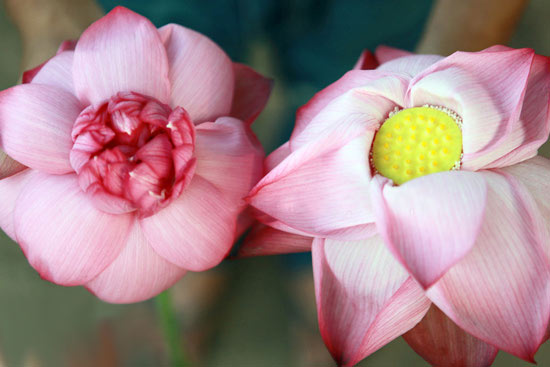Hoa sen (trái) và hoa quỳ (phải)