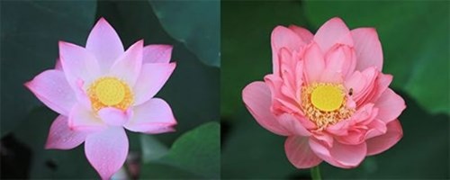 Hoa quỳ (trái) và hoa sen (phải)