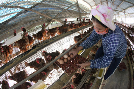 Ngành chăn nuôi gà công nghiệp trong nước đang chịu lỗ lớn