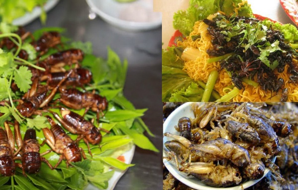 Có rất nhiều món ăn phong phú được chế biến từ côn trùng 