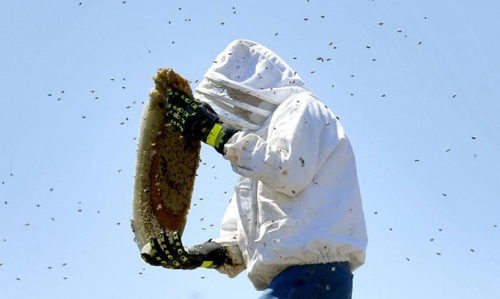 Người nuôi ong lấy mật cần có quần áo bảo hộ đầy đủ và kỹ càng.