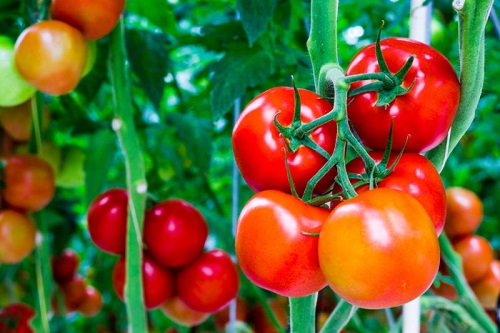 Cà chua giàu dinh dưỡng nhưng không nên ăn khi đói.