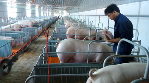 Thịt lợn sạch phải đáp ứng đủ 3 tiêu chuẩn về lý học, hóa học và sinh học.