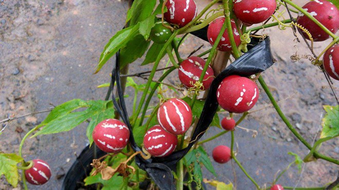 Dưa hấu vỏ đỏ tí hon là sản phẩm độc quyền của một nhà vườn tại Đà Lạt.
