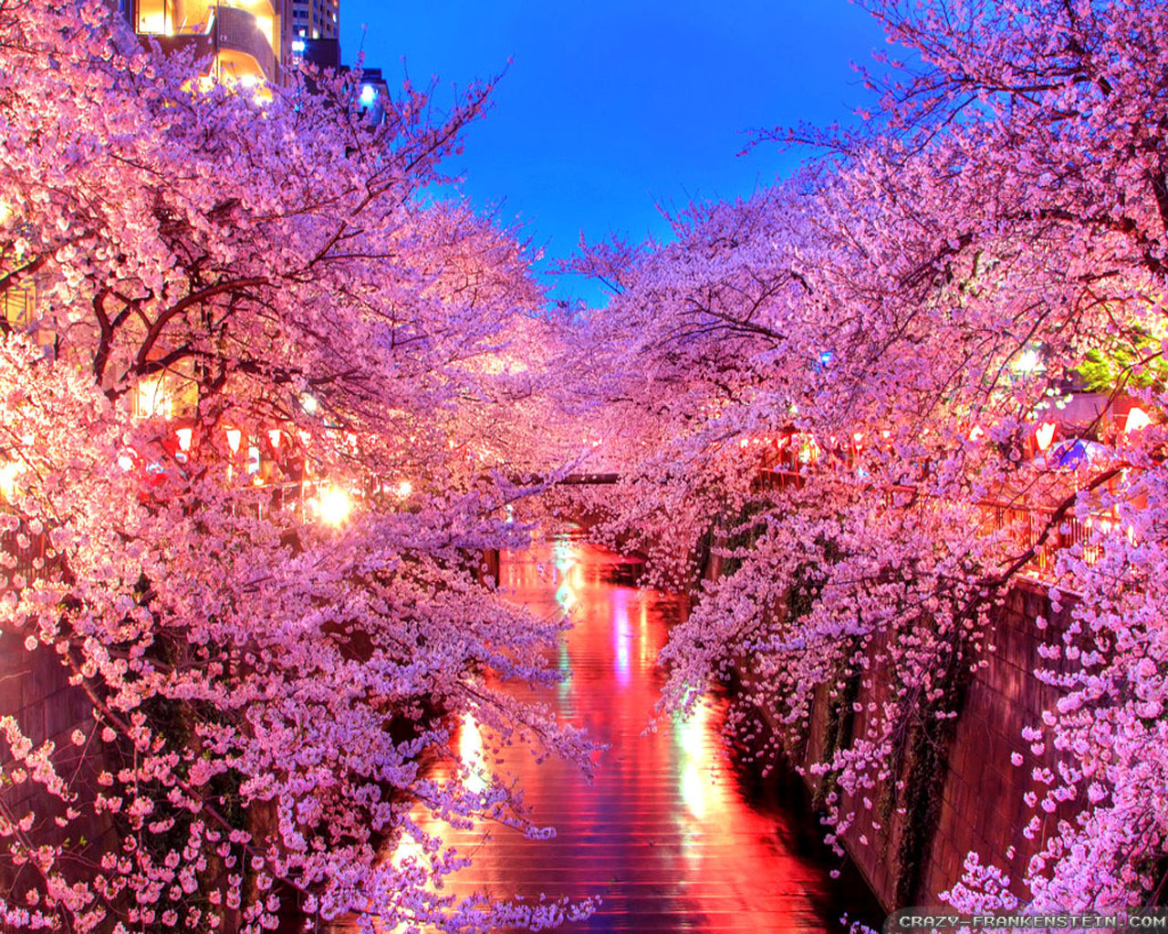 Nhật Bản đẹp nhất vào tháng 3,4 khi hoa Anh đào nở.
