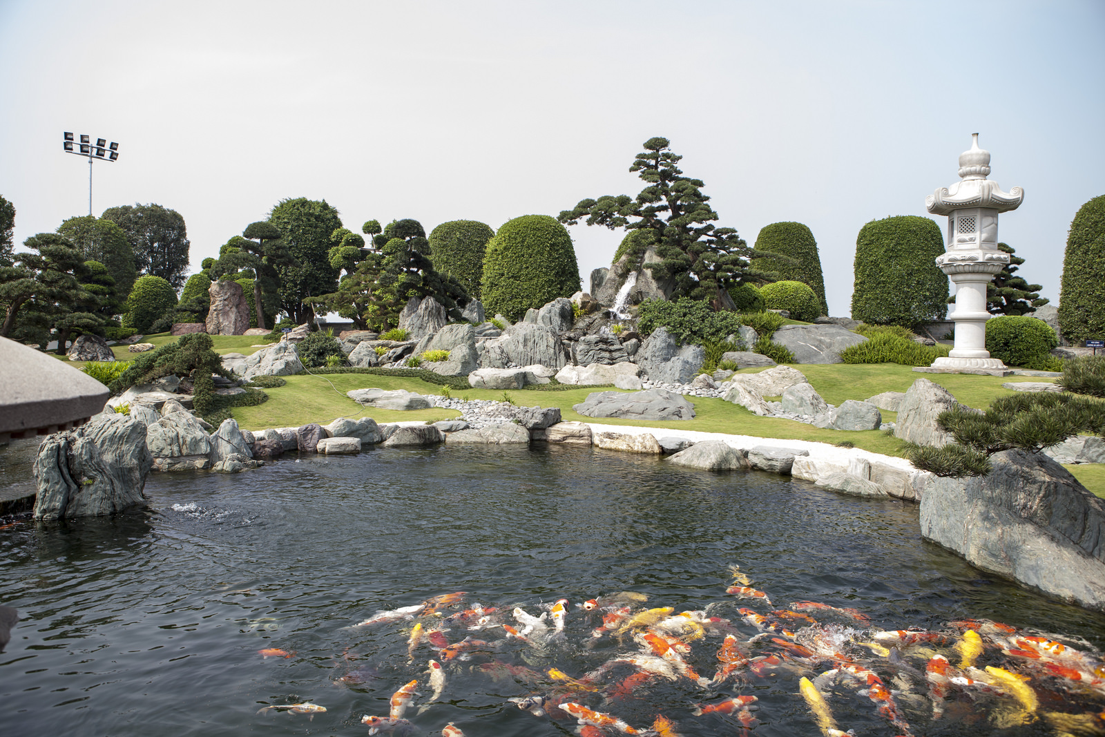 Công viên cá Koi Nhật Bản.