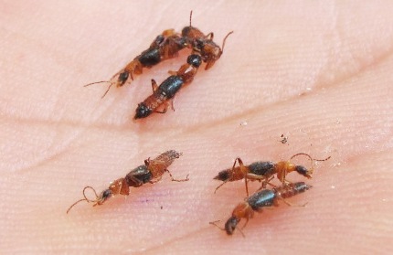 Khi kiến ba khoang bám lên da chỉ nên búng kiến rời khởi cơ thể, không được chà sát hoặc giết kiến trên da.