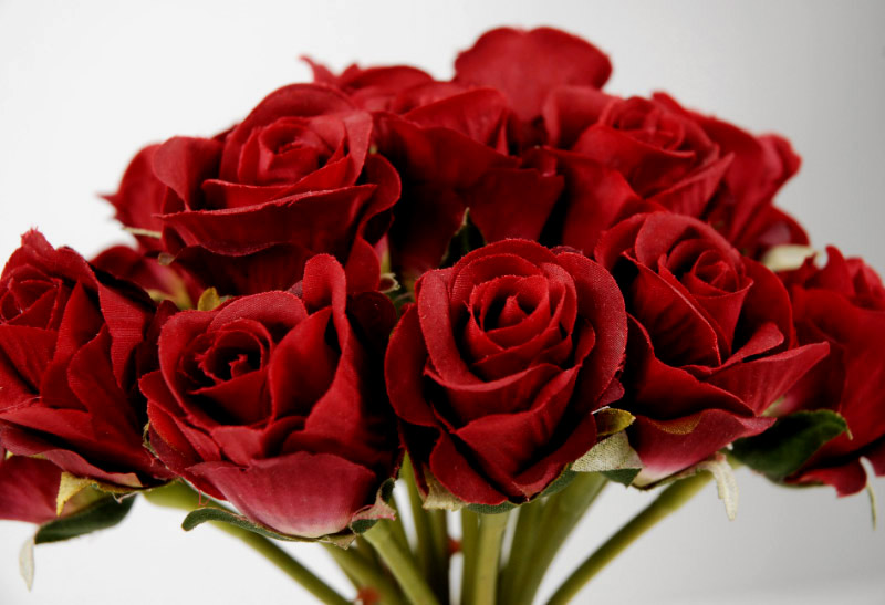 Hoa hồng đỏ tượng trưng cho lời tỏ tình.