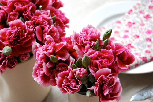Hoa cẩm chướng 