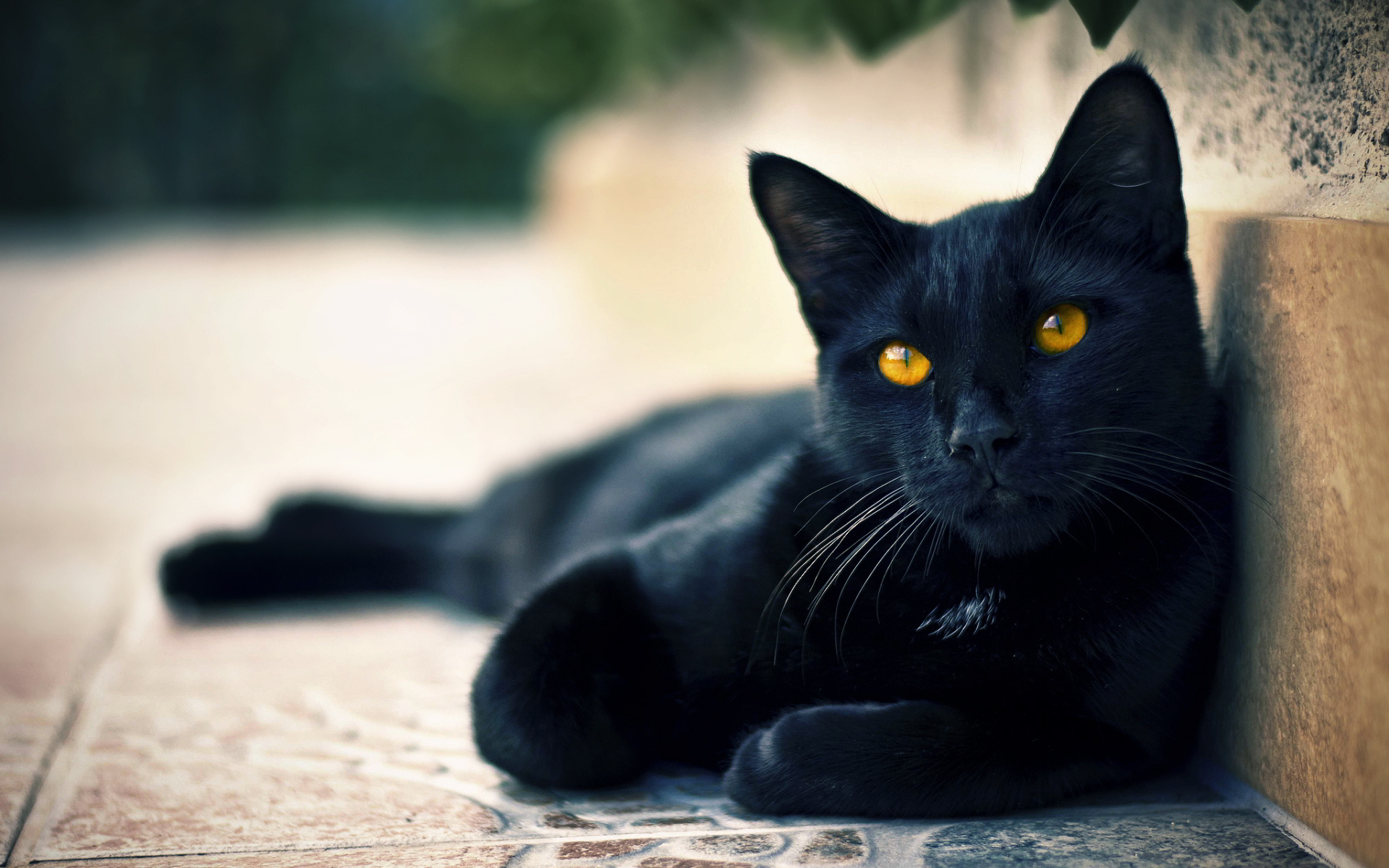 Mèo đen là loài vật bị coi là điềm xấu.