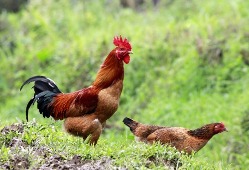 Nếu có điều kiện, nên mua gà sống và giết mổ tại chỗ để kiểm định chất lượng.