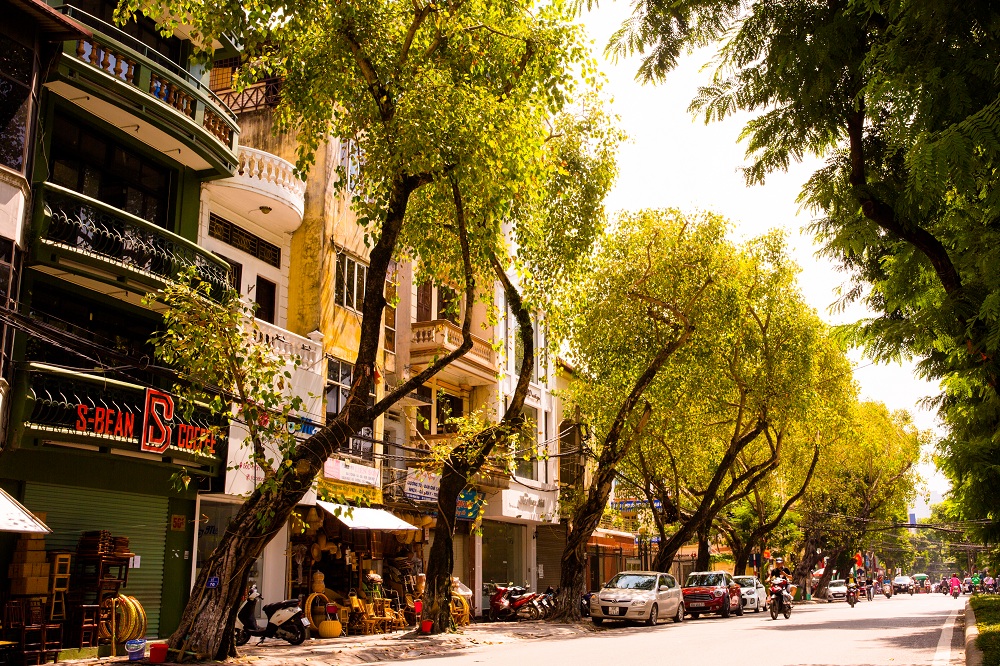 Hàng cây bồ đề trên phố Trần Nhân Tông (Hà Nội).