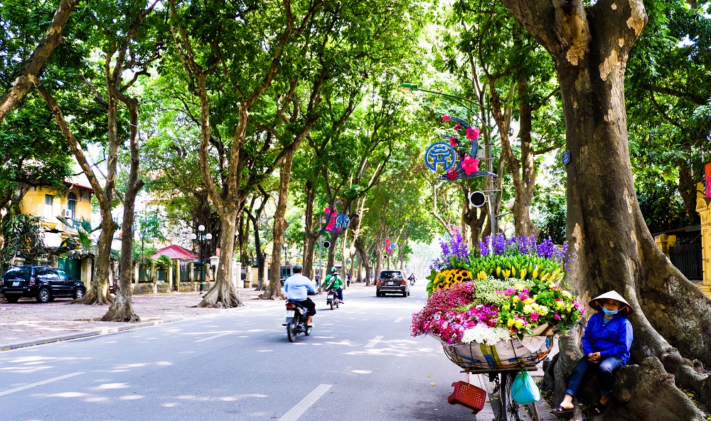 Hàng sấu già tạo diện mạo riêng cho phố Phan Đình Phùng (Hà Nội).