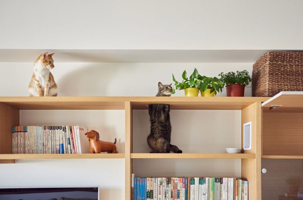 Nếu có thể bạn hãy tạo ra nội thất đặc biệt dành riêng cho mèo, chẳng hạn như chiếc tủ sách có lối đi cho mèo này.