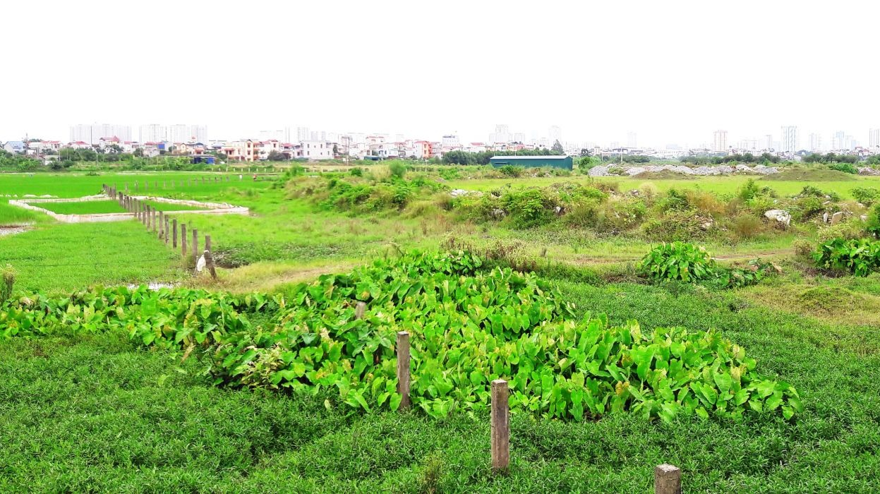 UBND huyện Thạch Thất giao 200 ha đất ở xã Canh Nậu không qua đấu giá quyền sử dụng đất theo quy định của pháp luật gây thất thoát ngân sách nhà nước.