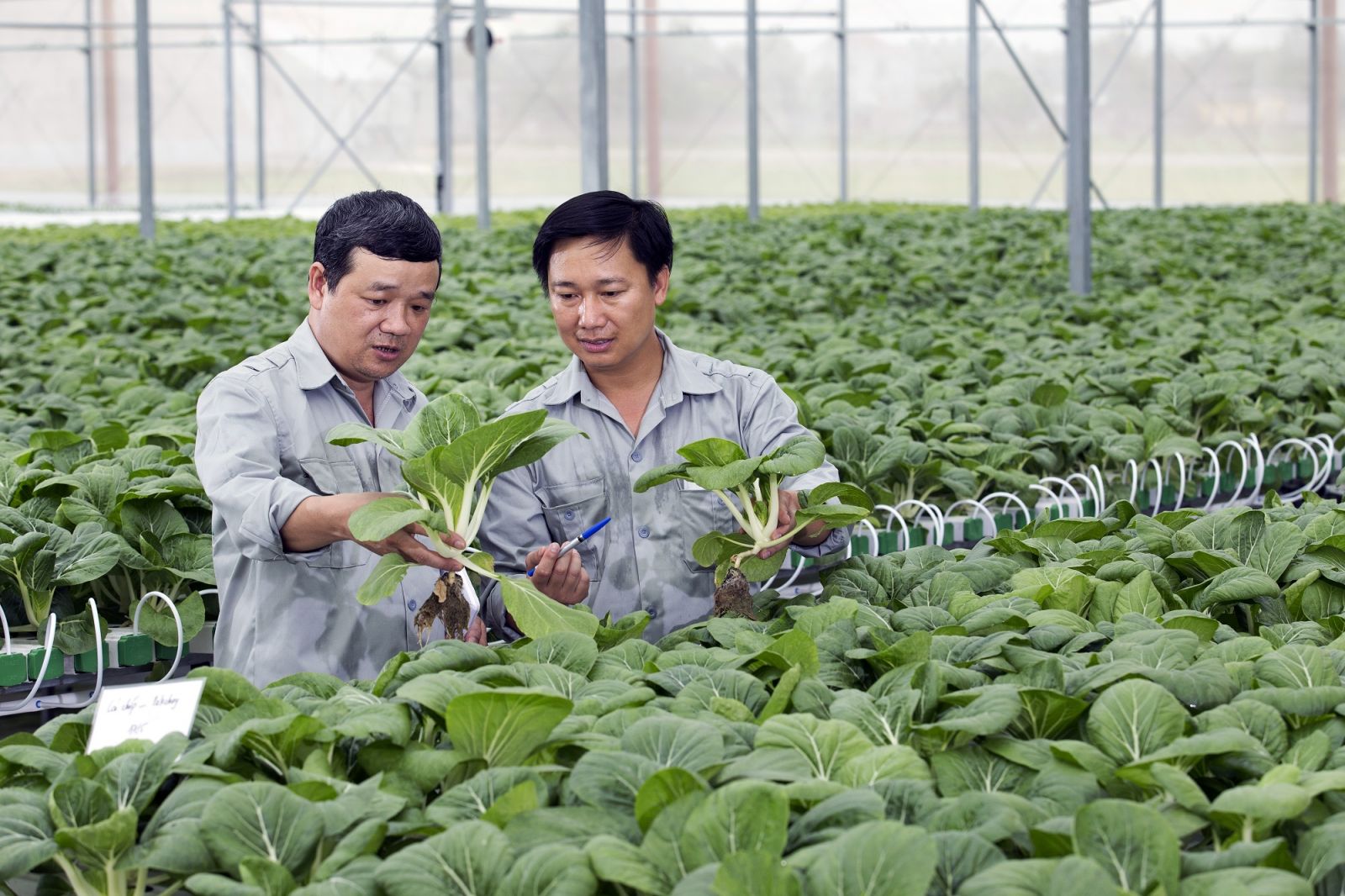 Vingroup đầu tư cho nông nghiệp công nghệ cao với thương hiệu VinEco.