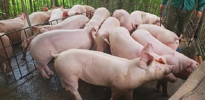 Thịt lợn hơi tiếp tục đà tăng 1.000 - 2.000 đồng/kg trên cả nước