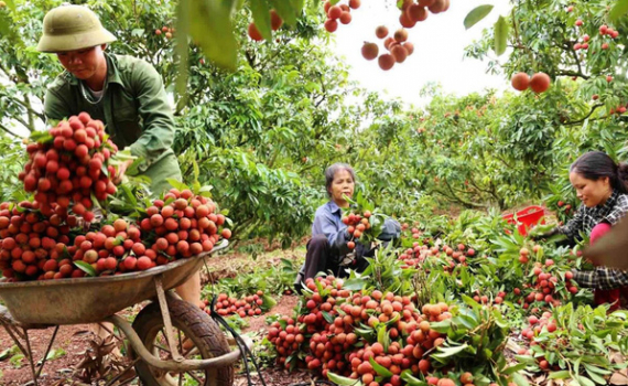Lực lượng quản lý thị trường `họp khẩn`, bàn giải pháp tiêu thụ nông sản vùng dịch