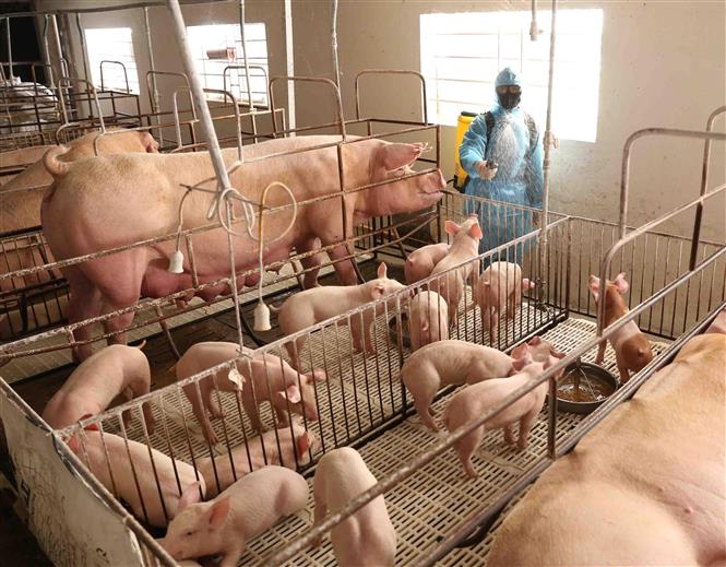 Cục Chăn nuôi bác thông tin 8 triệu con lợn bị tồn đọng
