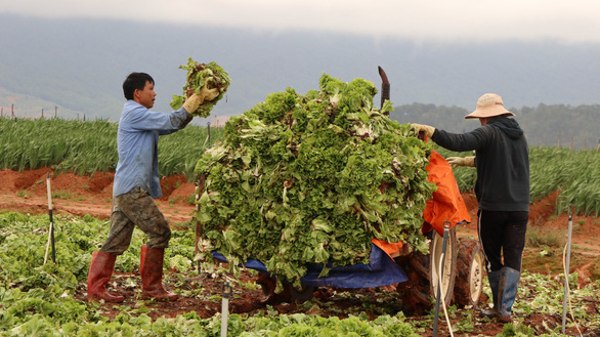 Giá vận chuyển tăng cao cùng nhu cầu tiêu thụ giảm tận đáy, nông dân Đà Lạt phải cắt bỏ một số loại rau. 