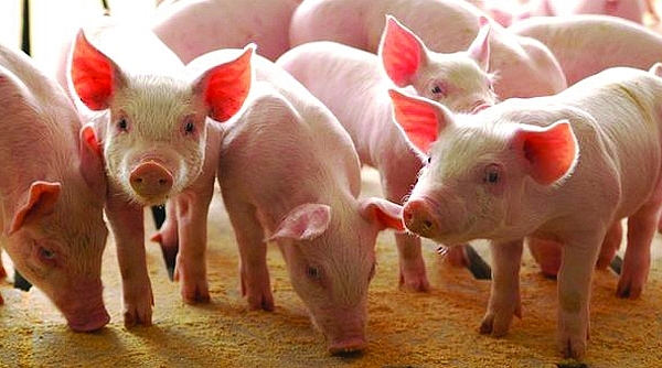Nghịch lý: Giá lợn hơi thủng “đáy”, thịt thành phẩm vẫn cao ngất ngưởng