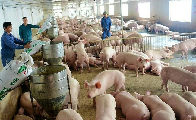 Giá lợn hơi giảm sâu, người chăn nuôi thất thu