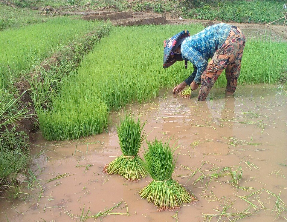 Người dân gieo trồng giống lúa gạo ngon nhất thế giới trên đồng ruộng. 