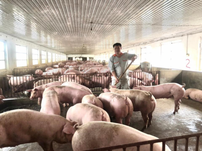 Nghịch lý: Giá thức ăn chăn nuôi liên tục tăng, giá lợn lại lao dốc