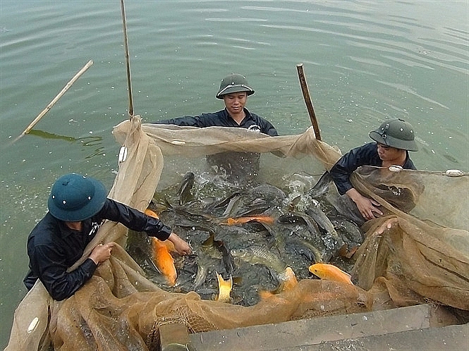 Nuôi trồng thủy sản tại Hà Nội