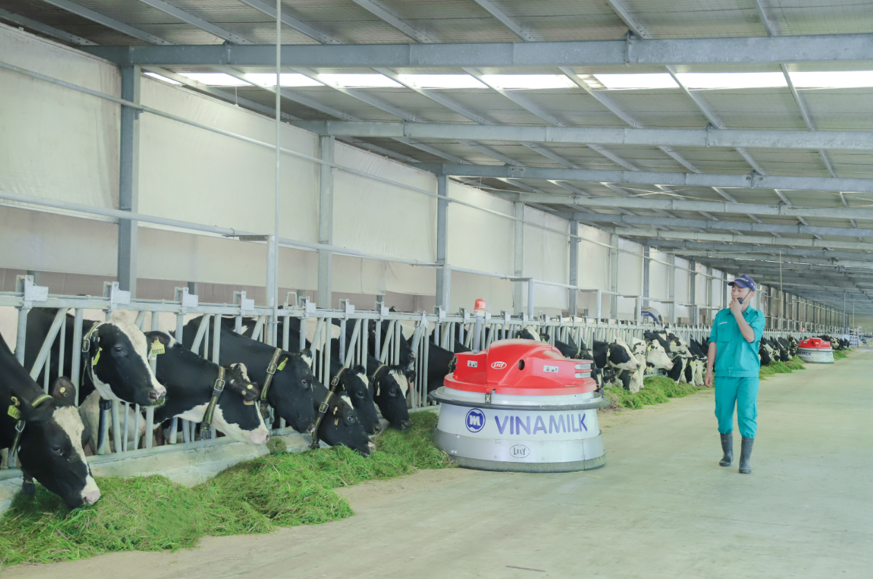 Vinamilk hiện có 13 trang trại bò sữa chuẩn quốc tế trên cả nước