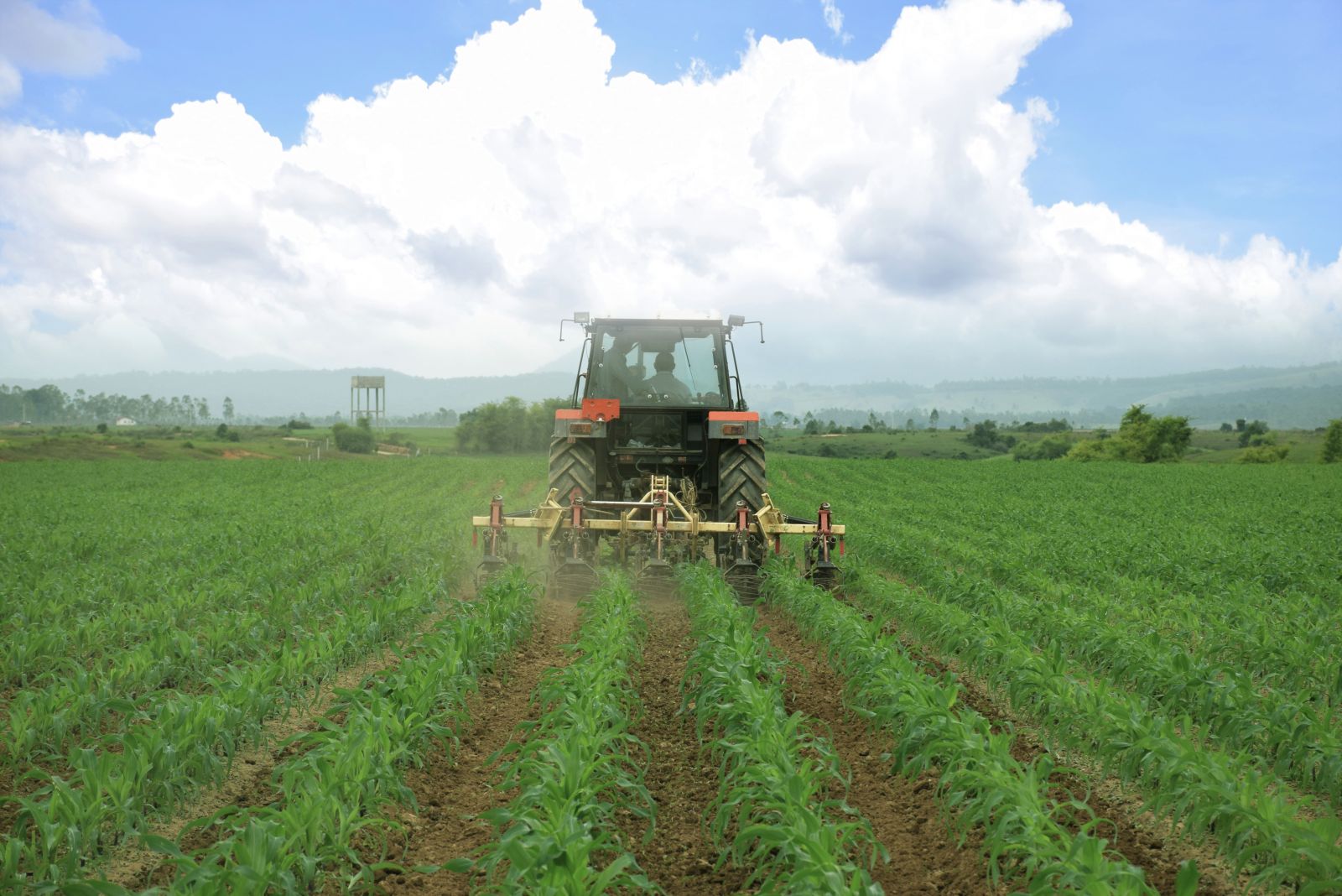 Cánh đồng yến mạch, bắp hữu cơ tại Trang trại bò sữa Lao-Jagro ở Xiêng Khoảng (Lào), ảnh chụp tháng 5/2021.