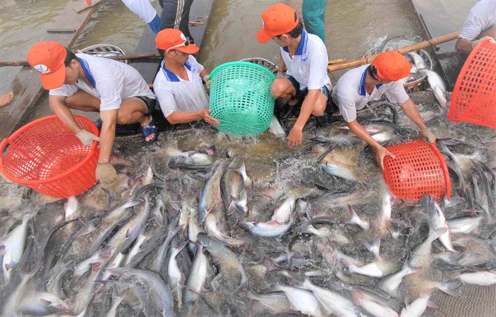 Mexico trở thành thị trường xuất khẩu cá tra hàng đầu của Việt Nam