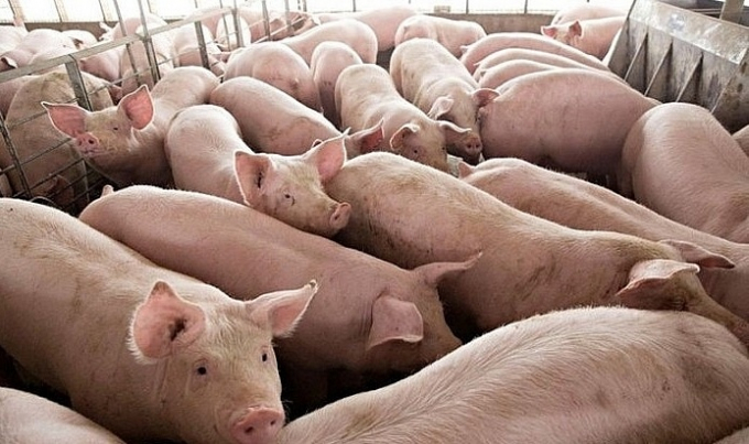 Bộ trưởng Bộ Nông Ngư nghiệp Campuchia kêu gọi các tỉnh giáp biên giới hạn chế nhập khẩu lợn Việt Nam, do lo ngại bệnh dịch tả lợn châu Phi.
