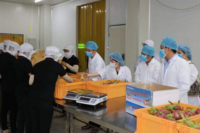 Tiền Giang: Doanh nghiệp xuất khẩu nông sản vượt khó trước đại dịch Covid - 19