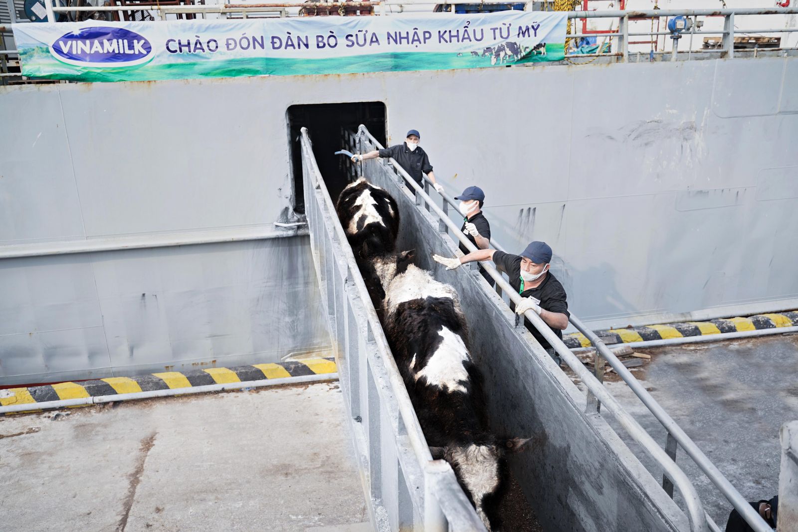 Vinamilk nhập khẩu hơn 2.100 bò sữa từ Mỹ về trang trại Quảng Ngãi 