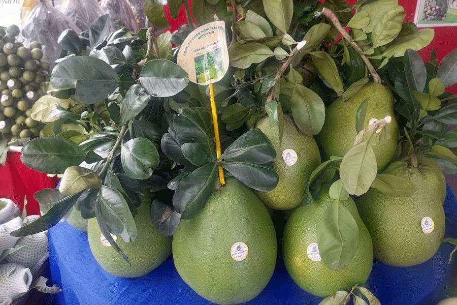 Bưởi da xanh là loại trái cây thứ 7 được nhập khẩu vào thị trường Hoa Kỳ. Ảnh: PLO