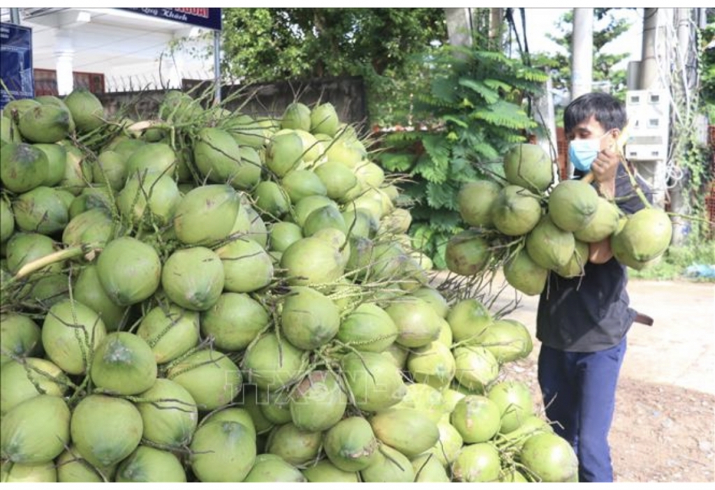 Xuất khẩu sản phẩm dừa và các sản phẩm chế biến từ dừa tiệm cận 1 tỷ USD