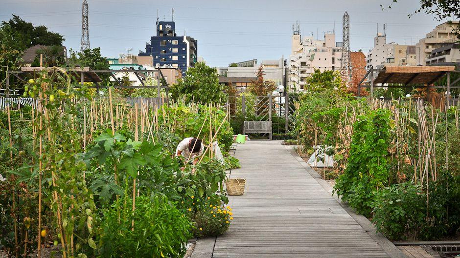 Một vườn rau gia đình ở Tokyo - Nhật Bản