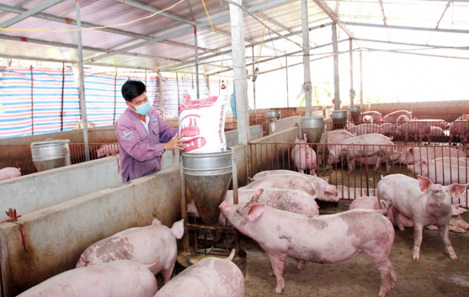 Giá lợn hơi xuất chuồng giảm mạnh trong khi giá thức ăn chăn nuôi liên tục tăng khiến người nông dân gặp khó, rơi vào cảnh thua lỗ. Ảnh: Nguyễn Lượng