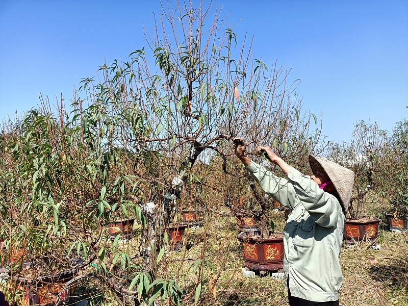  Nông dân đang tập trung tuốt lá cho đào Tết