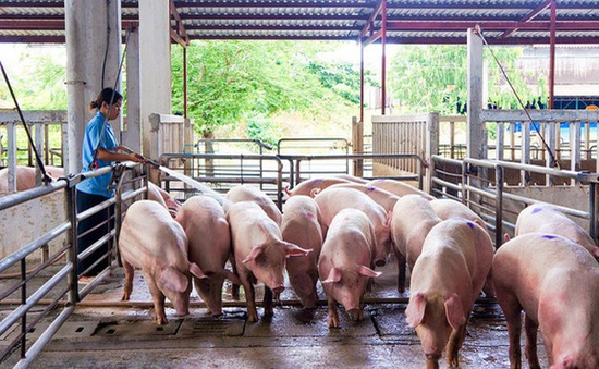 Thị trường lợn hơi tăng mạnh tháng 5