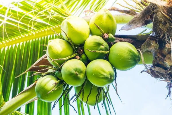 Dự báo xuất khẩu dừa đạt 1 tỷ USD trong năm 2023