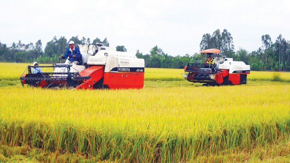 Quý I/2022, Philippines tiếp tục đứng đầu về tiêu thụ gạo của Việt Nam