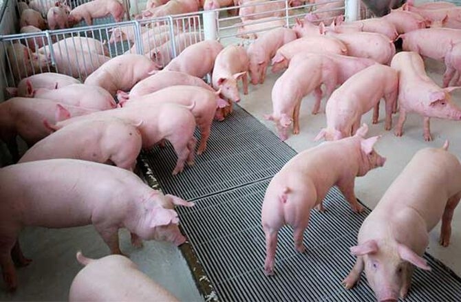 Giá lợn hơi liên tục tăng cao