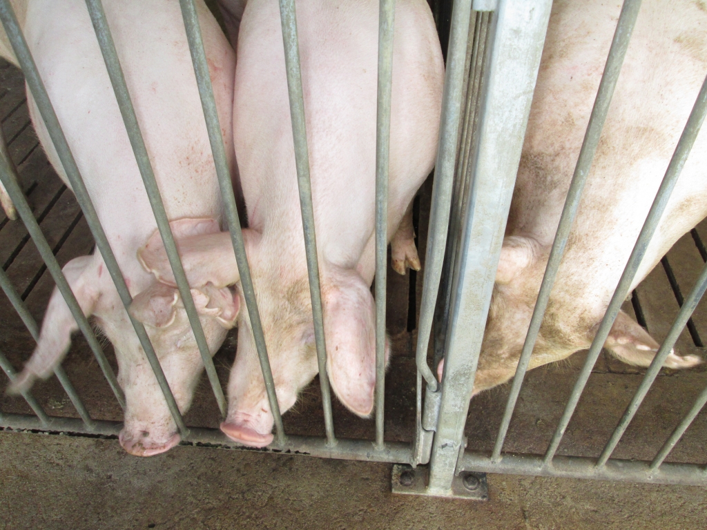 Giá thịt lợn hơi tiếp tục tăng, chạm ngưỡng 70.000 đồng/kg.